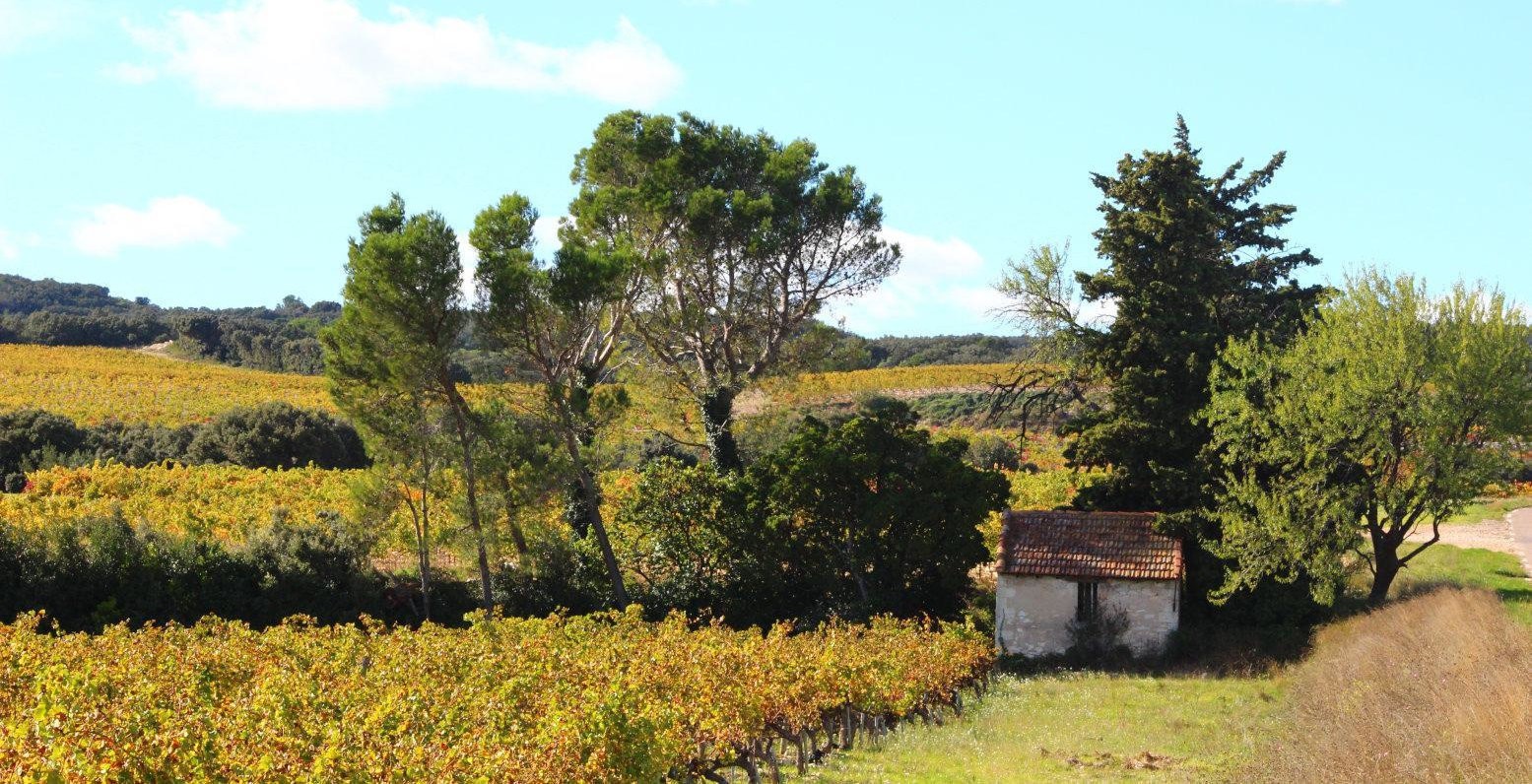 Wine vineyard background